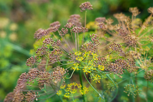 Fennel, Sweet