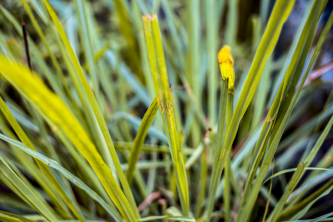 Lemongrass, Indian