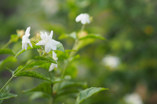 Jasmine, Sambac