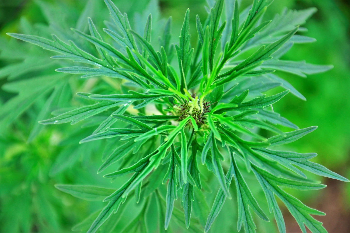 Artemisia Vulgaris Linn "Titepati"