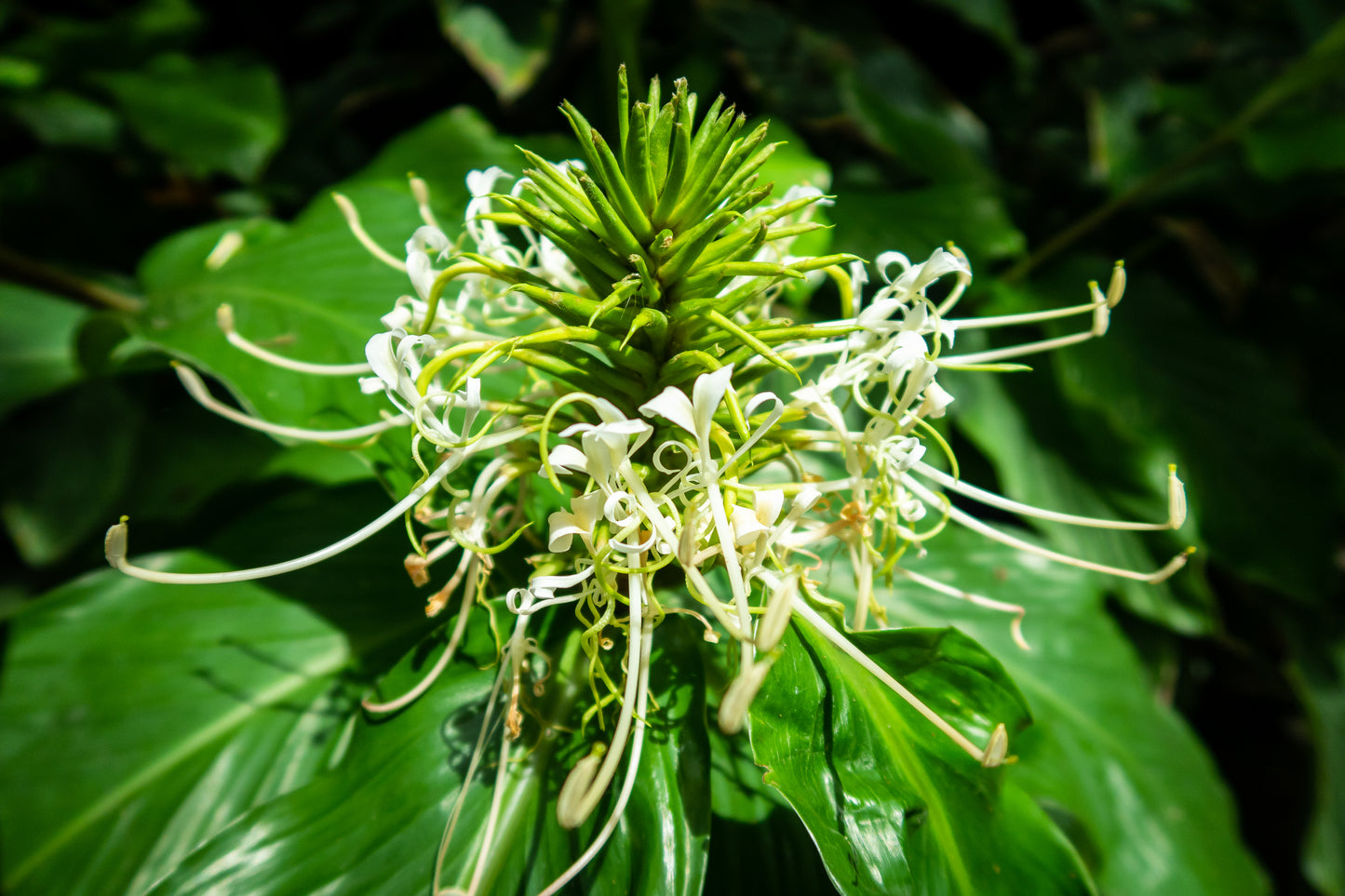 Ginger Lily