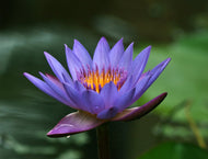 Lotus, Blue