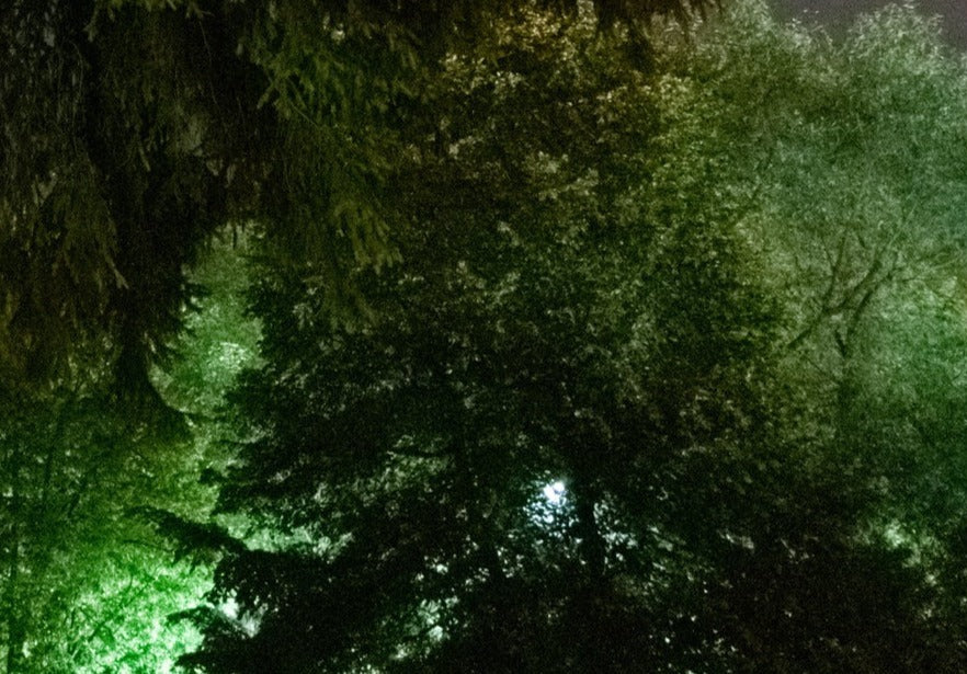 Fir Needle, Siberian Silver