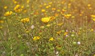 Grindelia (Gum Weed) Hydrolat