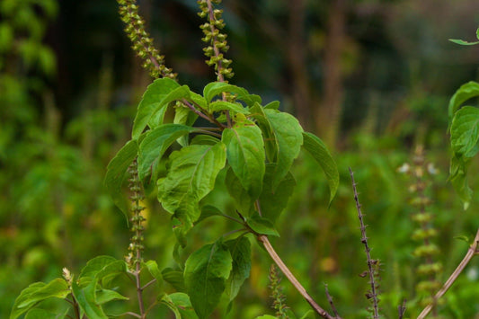 Basil, Holy