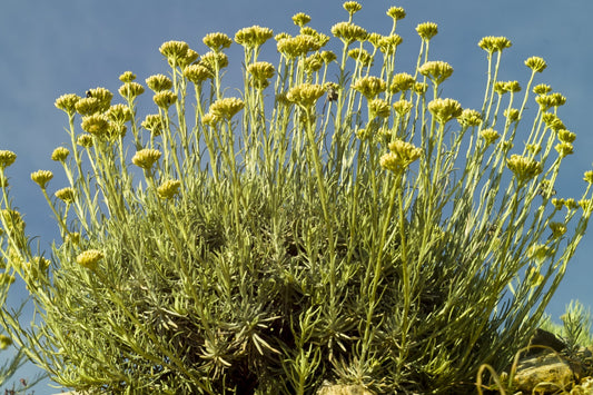 Helichrysum, italicum (corsica)