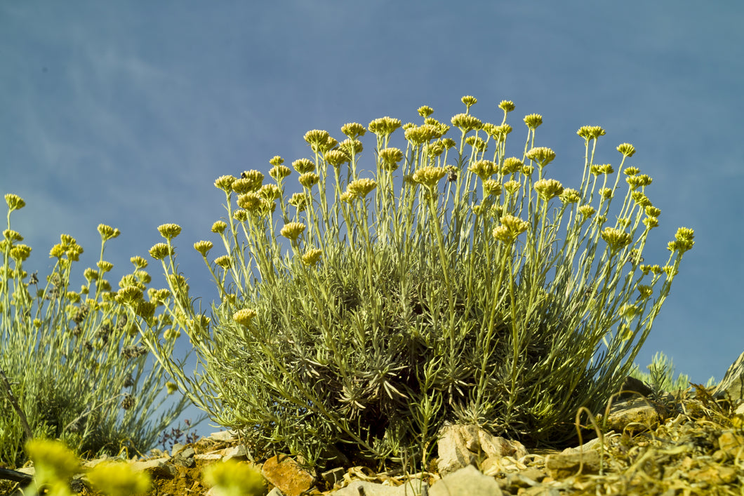 Helichrysum, italicum (corsica)