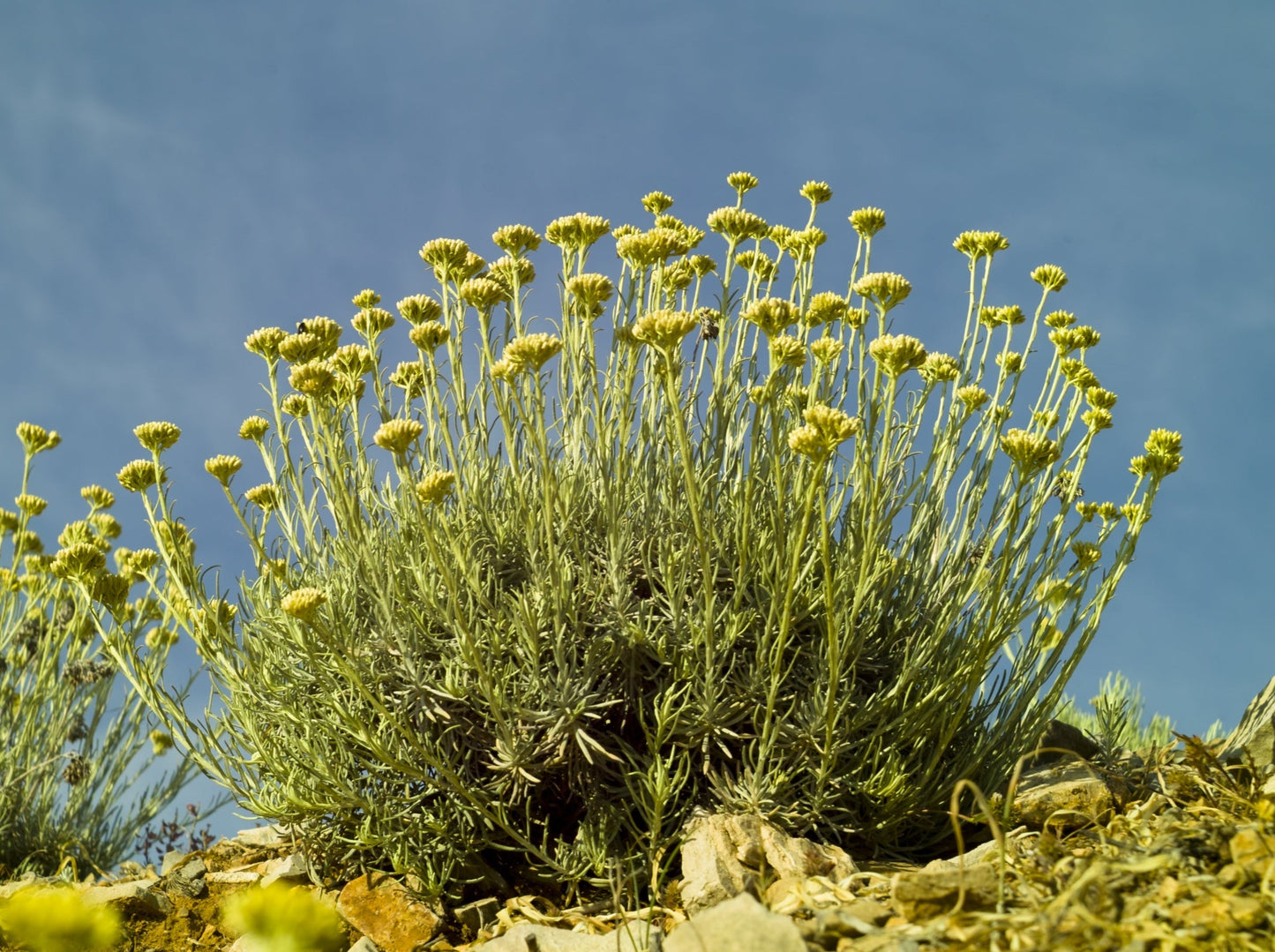 Helichrysum, italicum Albanian