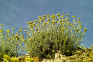 Helichrysum, italicum Abanian