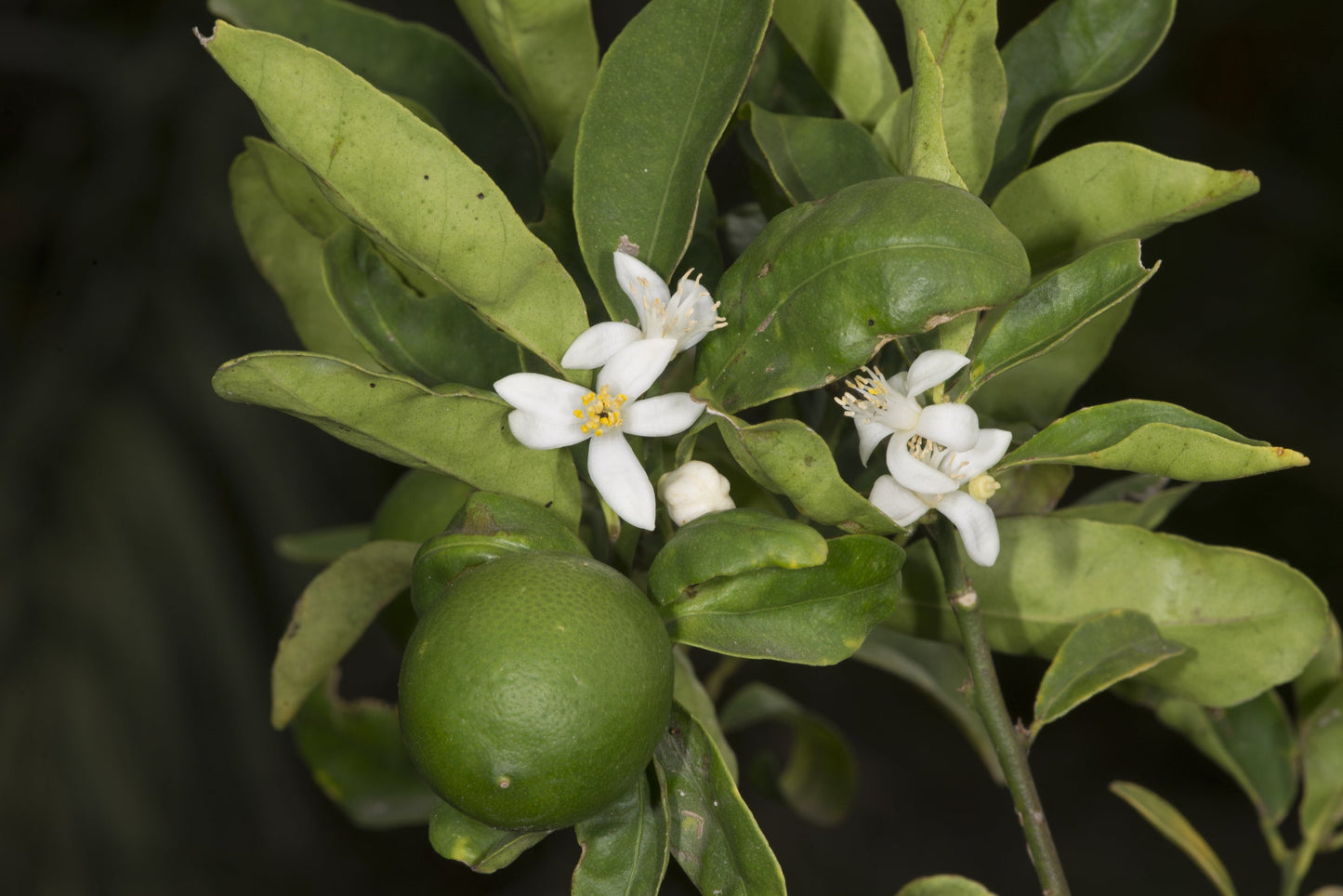 Lime "Mexican"