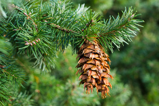 Fir, Douglas Albanian