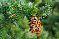 Fir, Douglas Albanian