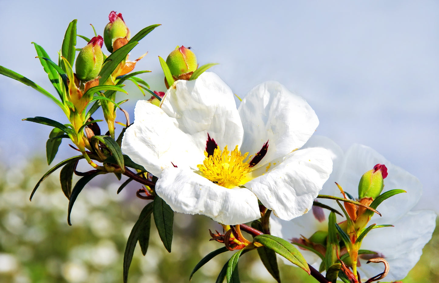 Cistus "Rock Rose" Hydrolat