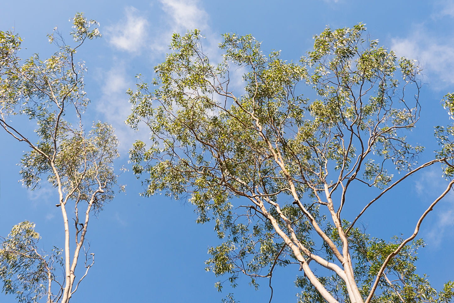 Eucalyptus, Lemon