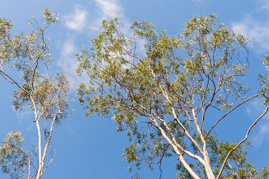 Eucalyptus, Lemon