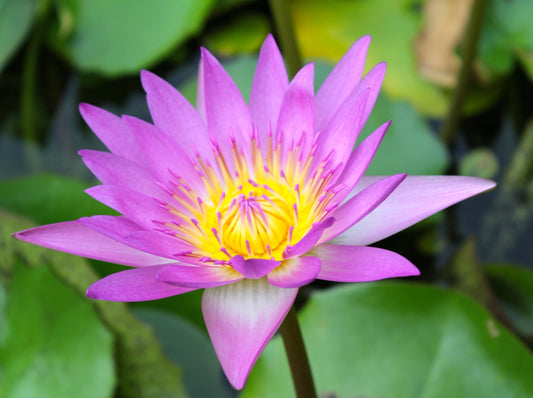 Lotus, Pink