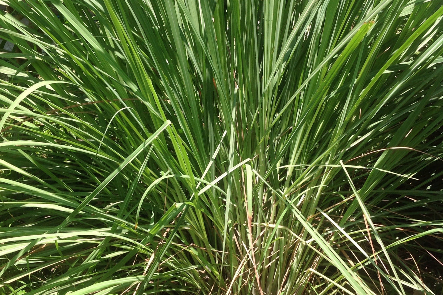 Lemongrass, South American