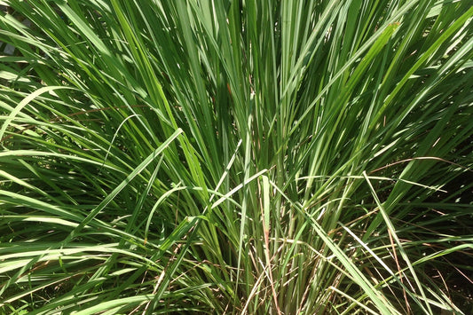 Lemongrass, South American