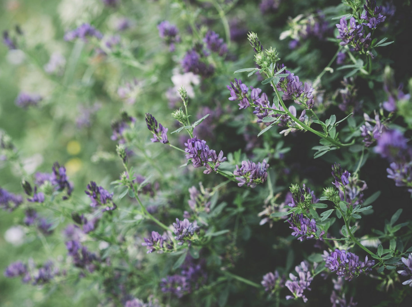 Lavender, Albanian
