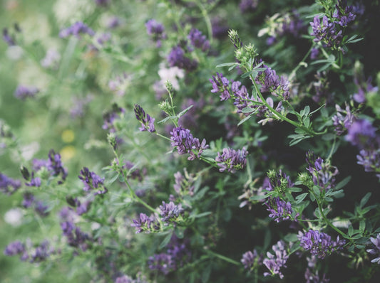 Lavender, Albanian