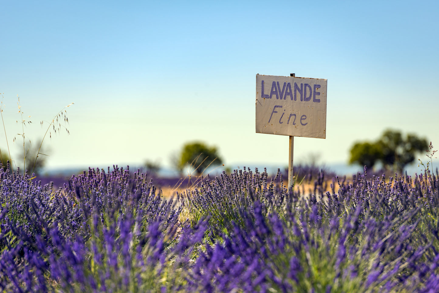Lavender, Fine