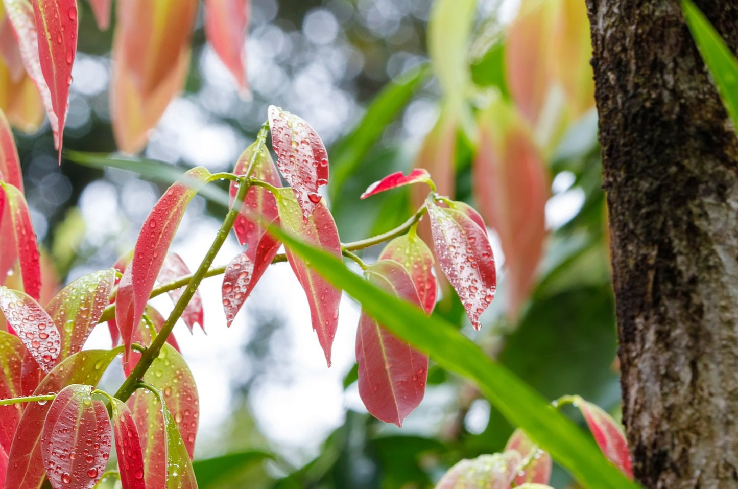 Cinnamon bark