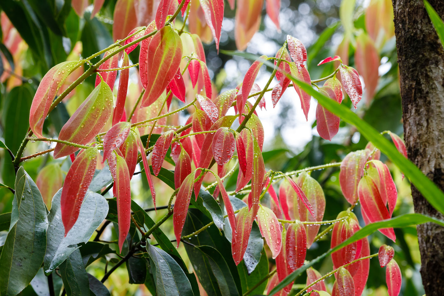 Cinnamon Leaf