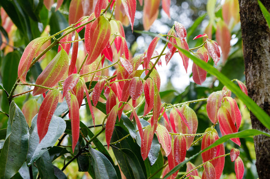 Cinnamon Leaf