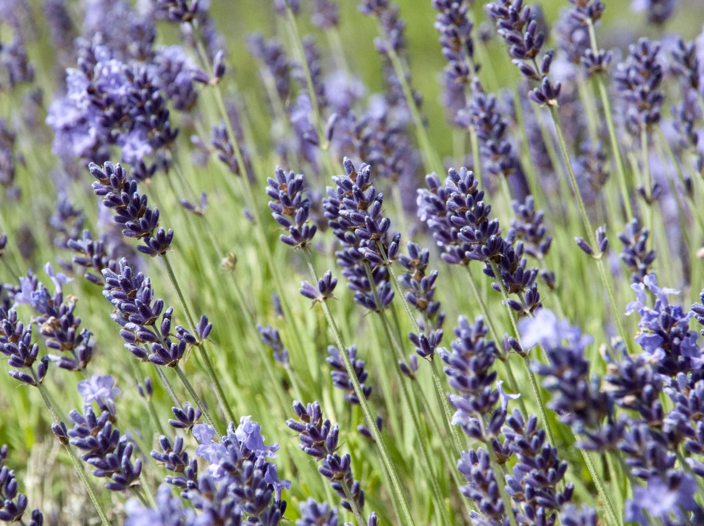 Lavender, Spike