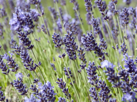 Lavender, Spike