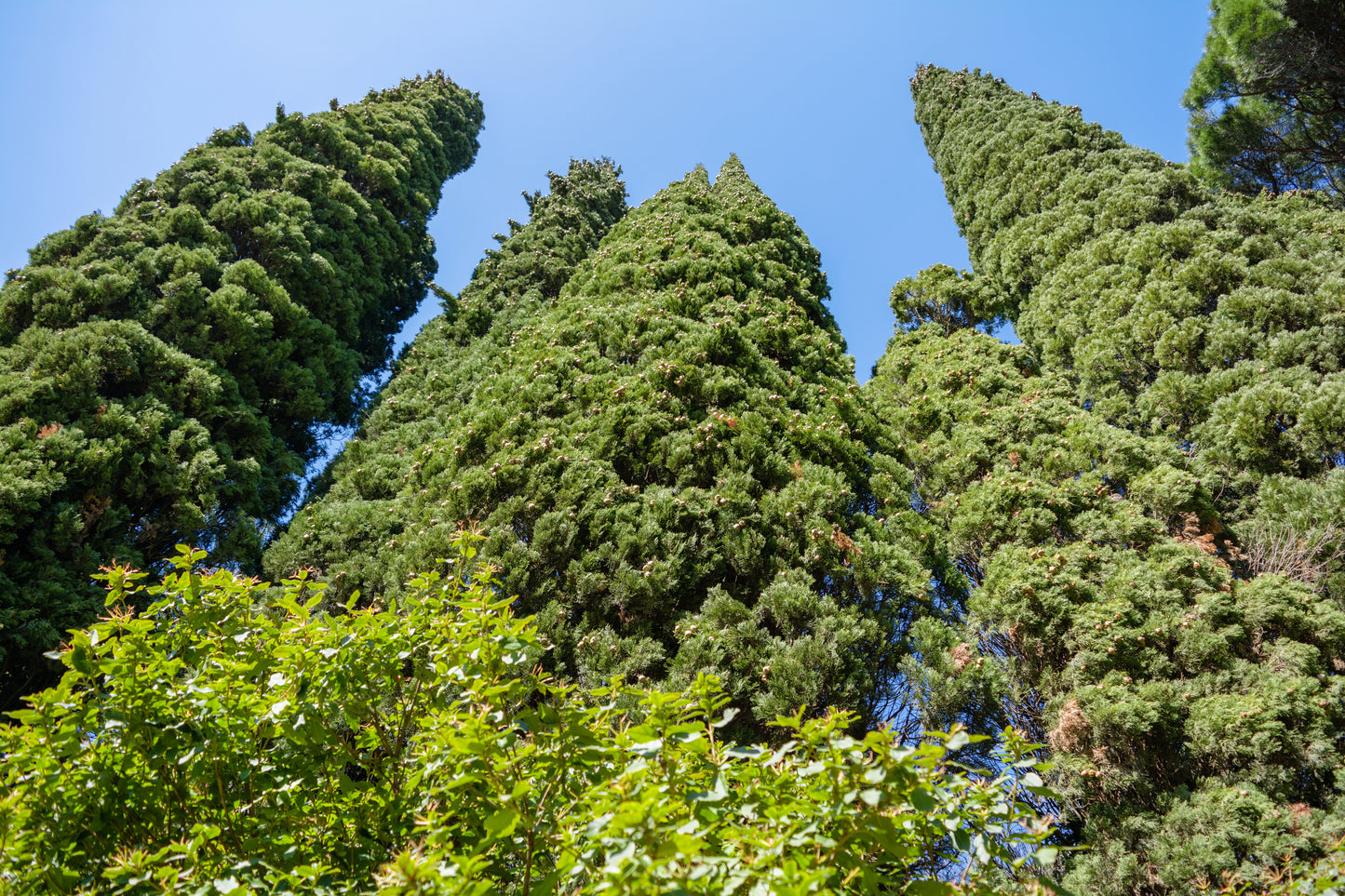 Cypress