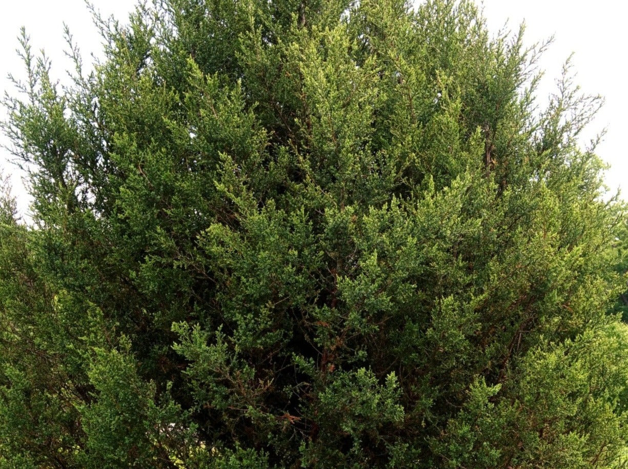 Cedarwood, Virginia "red"