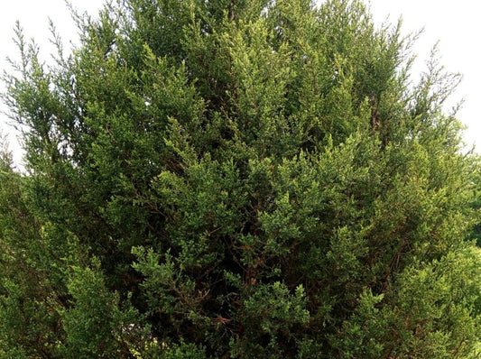 Cedarwood, Virginia "red"