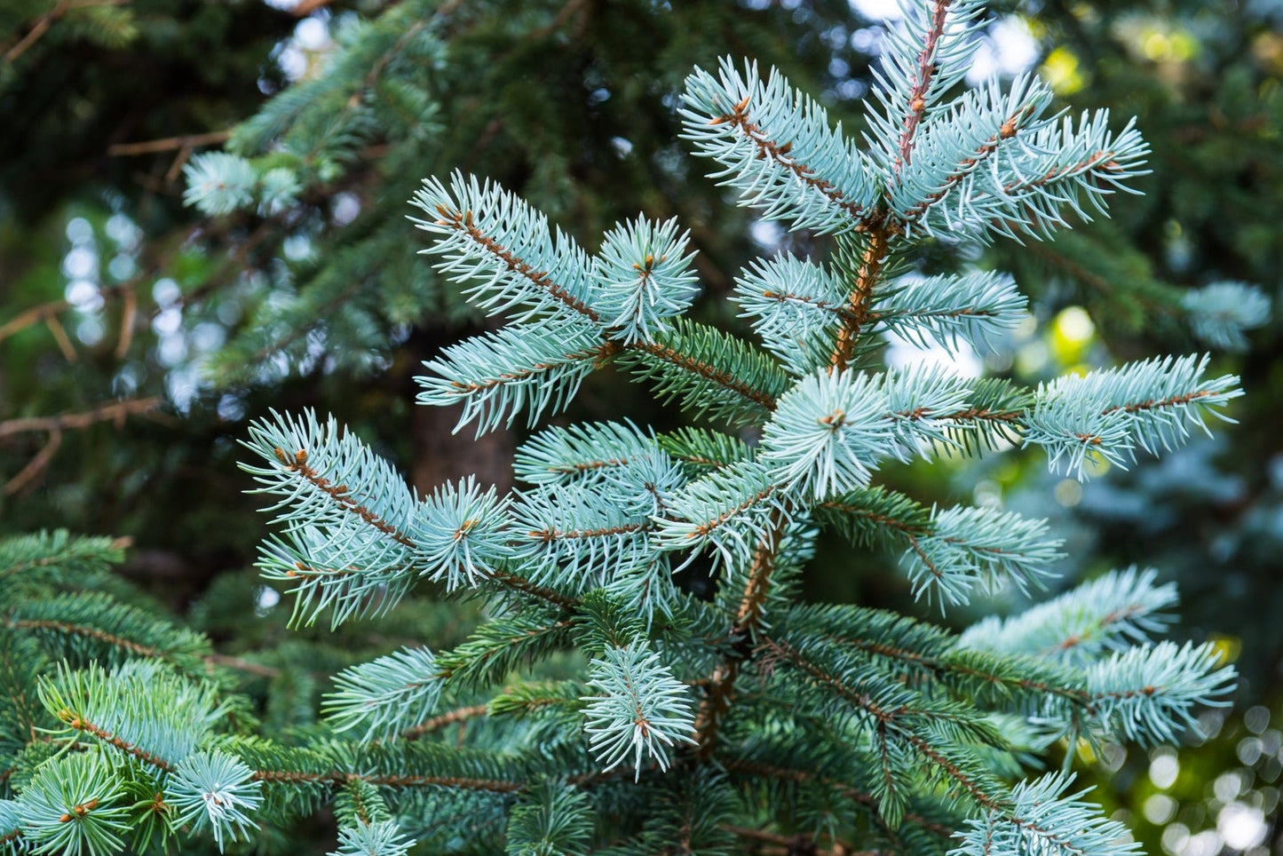Spruce, blue