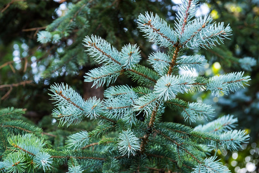 Spruce, blue