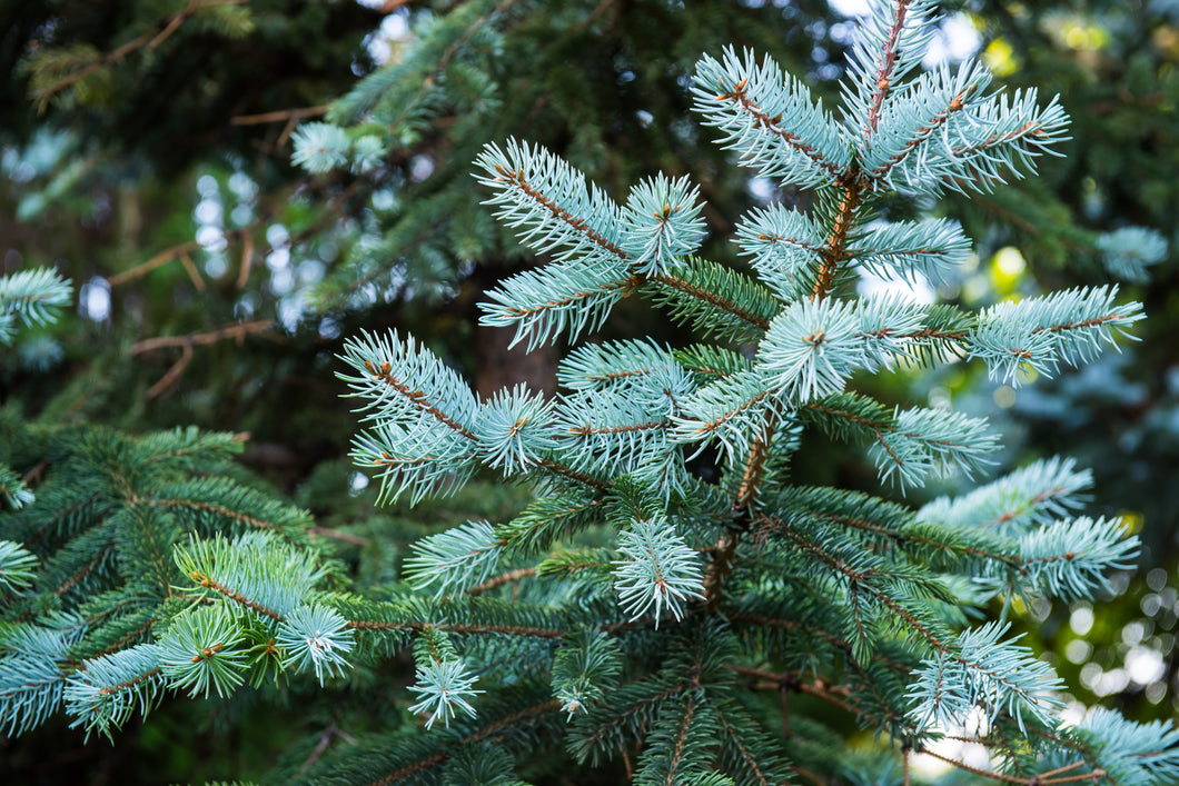 Spruce, blue