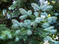 Spruce, blue