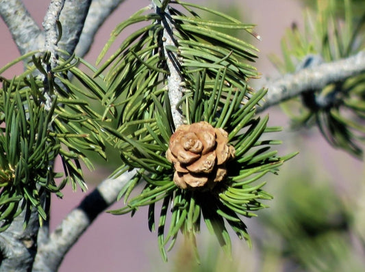 Pine, pinon cones only