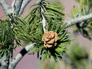 Pine, pinion cones only