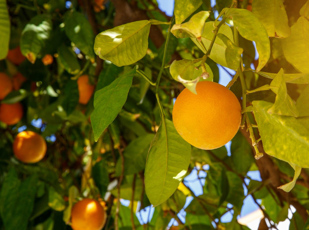 Mandarin Petitgrain (leaves and branches)