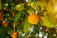 Mandarin Petitgrain (leaves and branches)