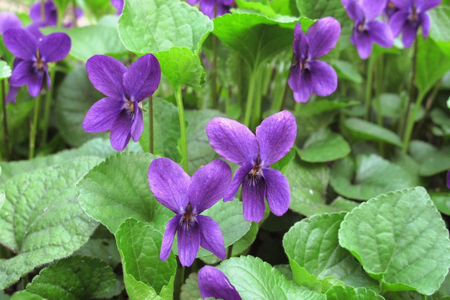 Violet blossom