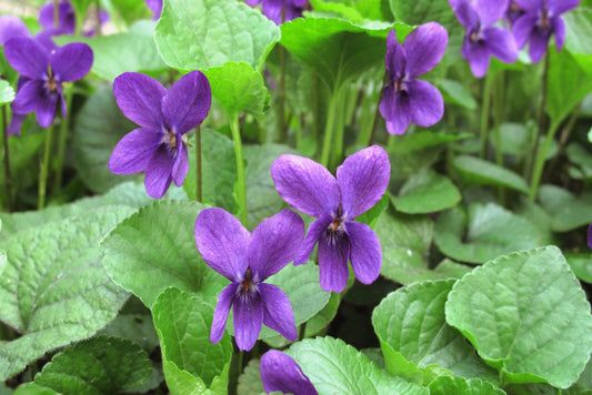 Violet blossom