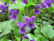Violet leaf
