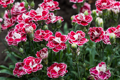 Carnation flower