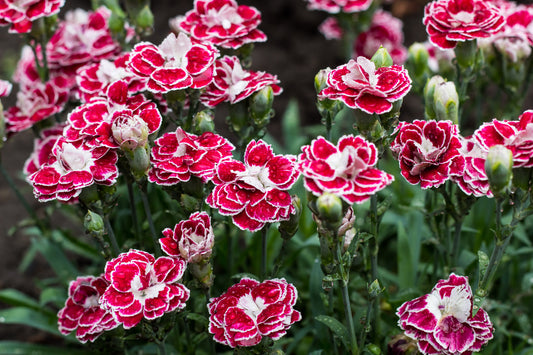 Carnation flower