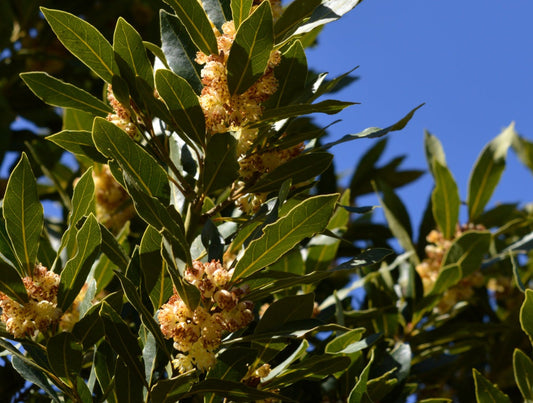 Laurel Leaf