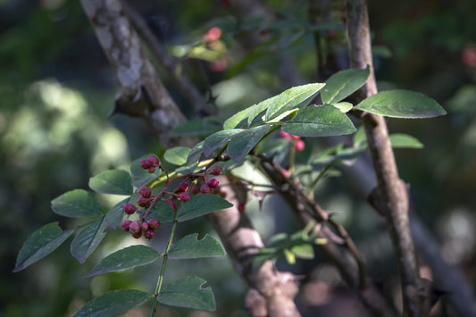 Zanthoxylum