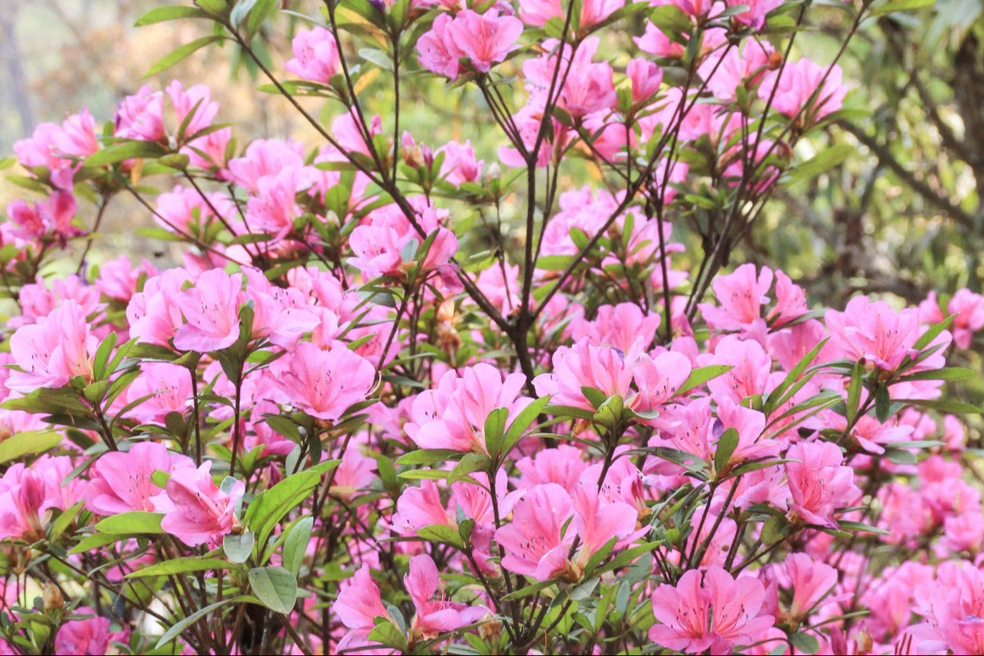 Rhododendron