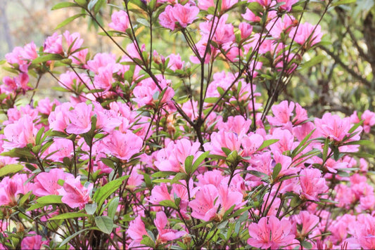 Rhododendron